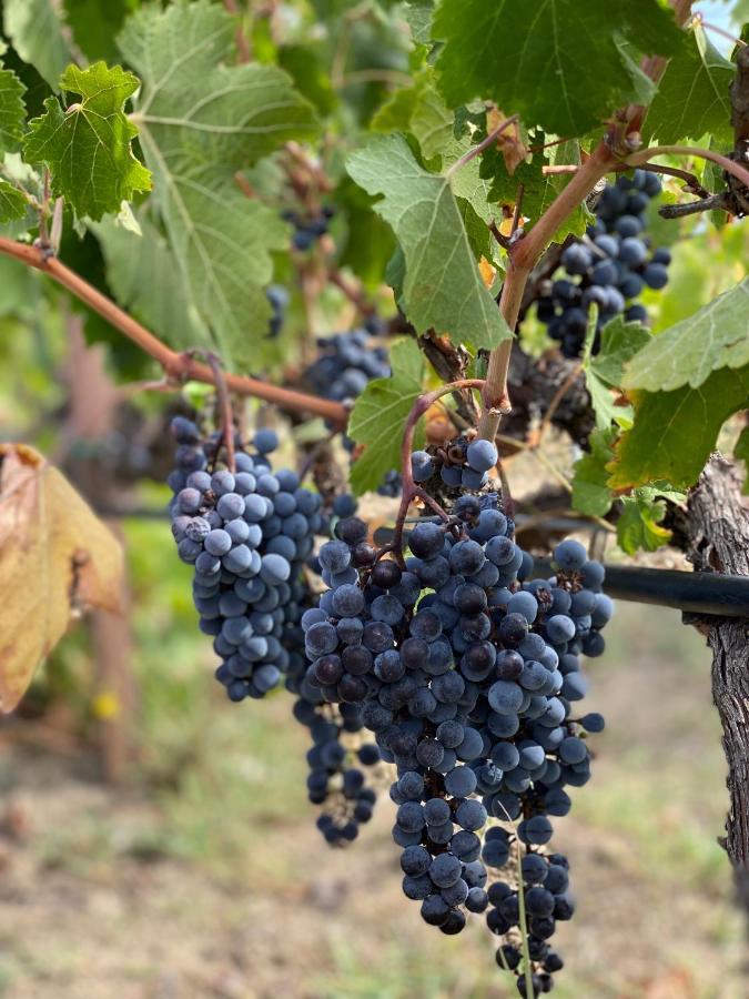 Trie Vineyard Cottage Grevená Kültér fotó